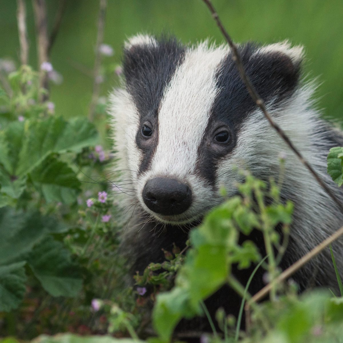 Calderdale Badger Protection Society: A snuffle through the secret ...